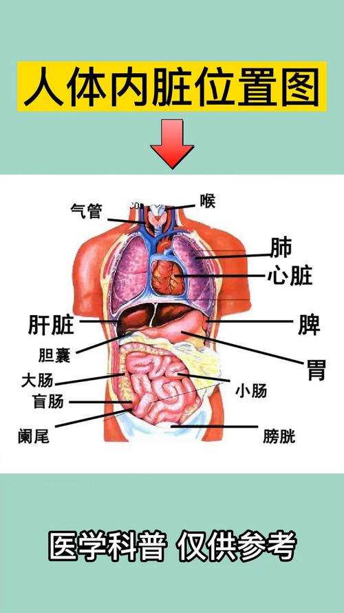 人体内脏位置图